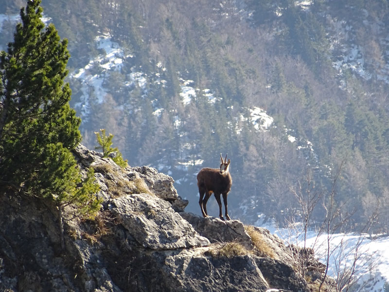 Rupicapra rupicapra.....dal Trentino Alto Adige